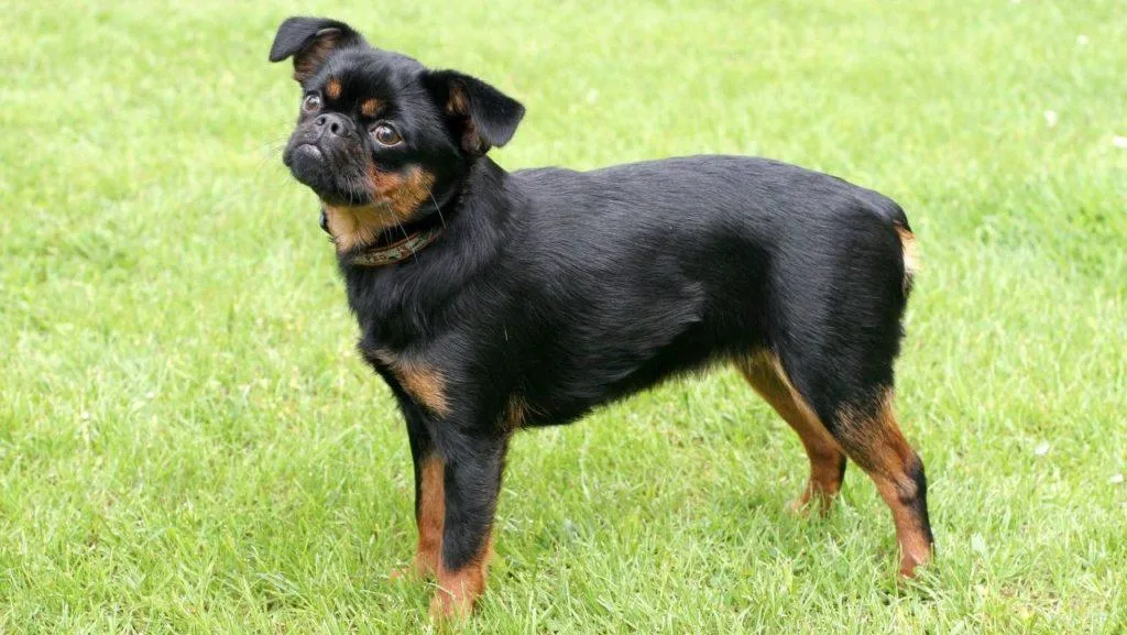 Пти-брабансон: полное описание породы, уход и советы для владельцев2