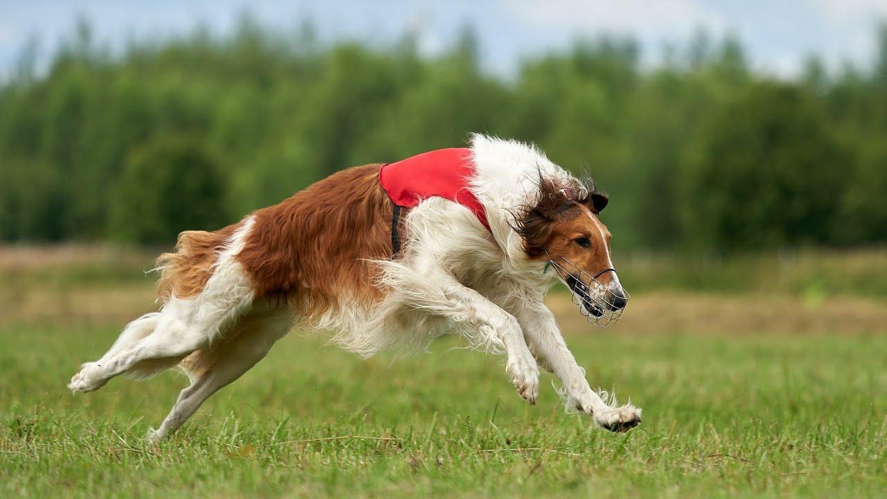Польская борзая: быстрое и ловкое охотничье соб犬 для дроф4