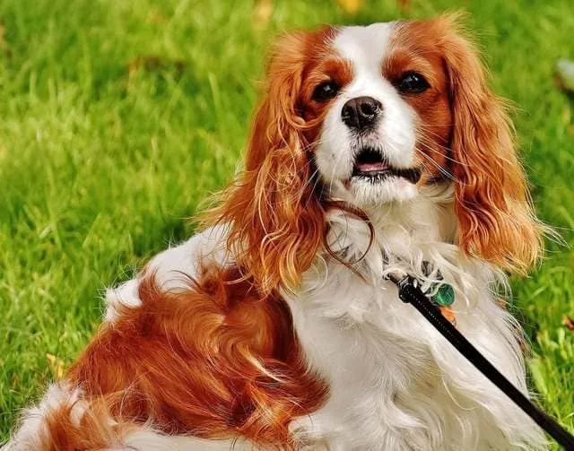 Американский кокер-спаниель: энергичный компаньон с роскошной шерстью6