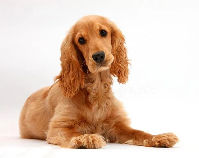 Английский кокер-спаниель: ласковый аристократ или авантюрист-охотник? Узнайте больше о характере и поведении породы1