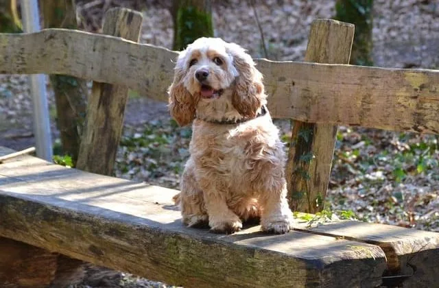 Американский кокер-спаниель (14)17