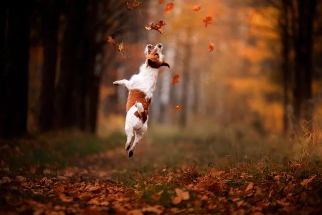 Джек-рассел-терьер: идеальный компаньон для детей и звезда телевизионного мира1