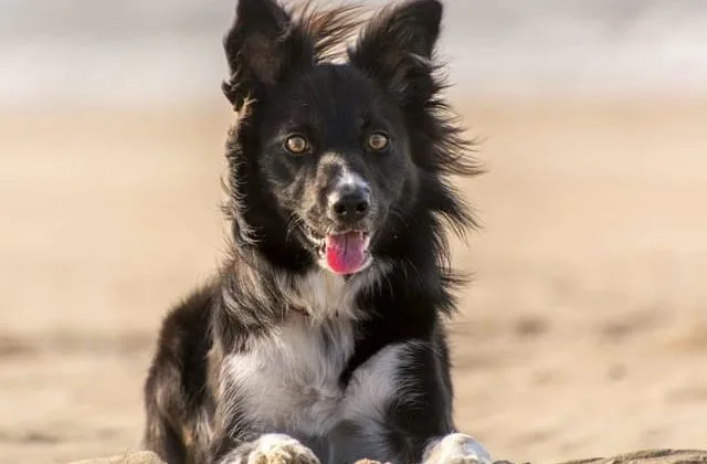 Бордер колли (3) Бордер колли (3)28