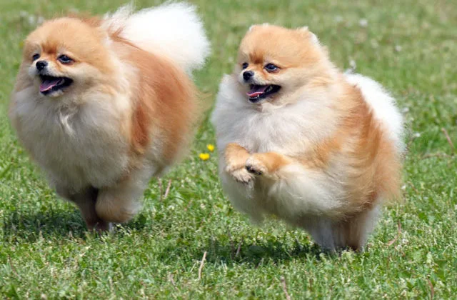 Померанский-шпиц-щенок8