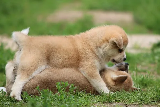 Уход за щенком и взрослой собакой породы Акита-ину: советы и рекомендации4