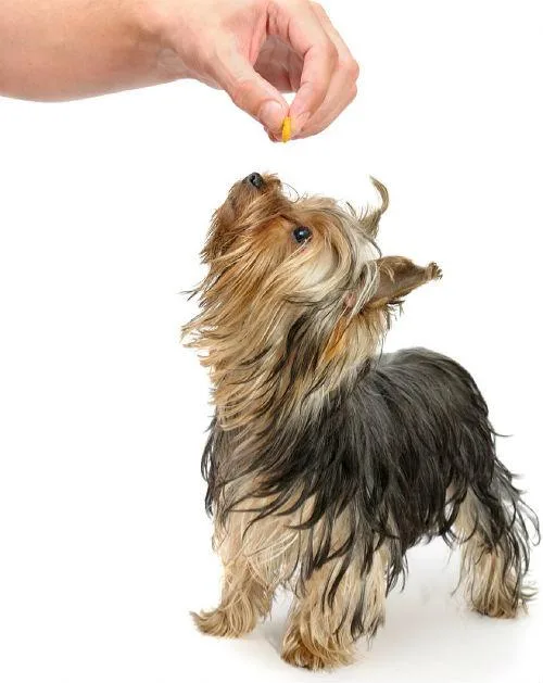 Эффективные методы дрессировки йоркширского терьера в домашних условиях1