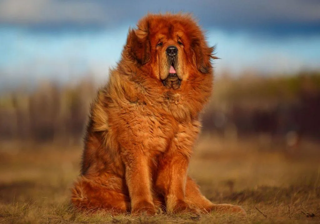 Тибетский мастиф: удивительная собака Будды и её особенности1