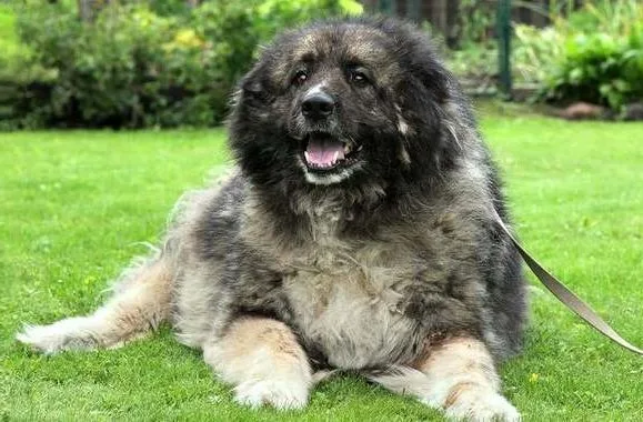 Кавказская овчарка (2)9