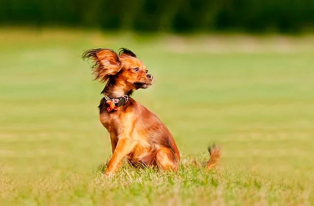 той-терьер10