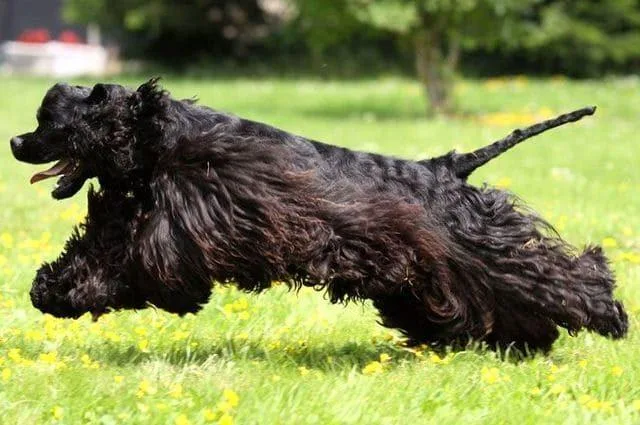 Американский кокер-спаниель: энергичный компаньон с роскошной шерстью5