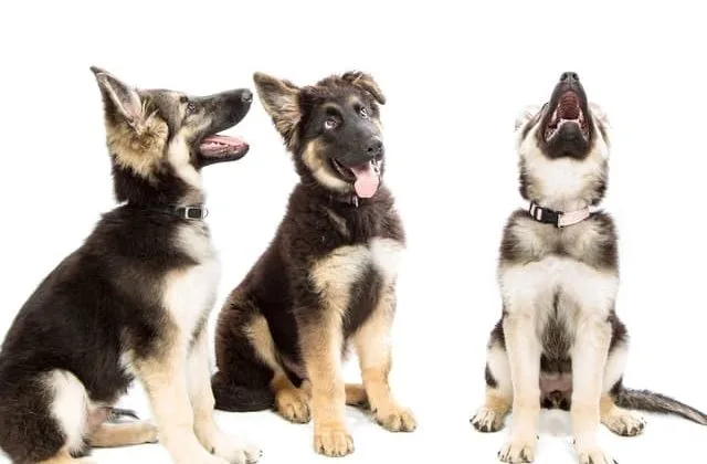 Восточно-европейская овчарка (4)9