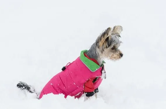 Одежда для йорков (7)14