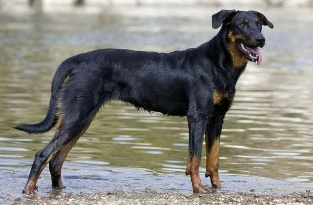 Французская овчарка (8)9