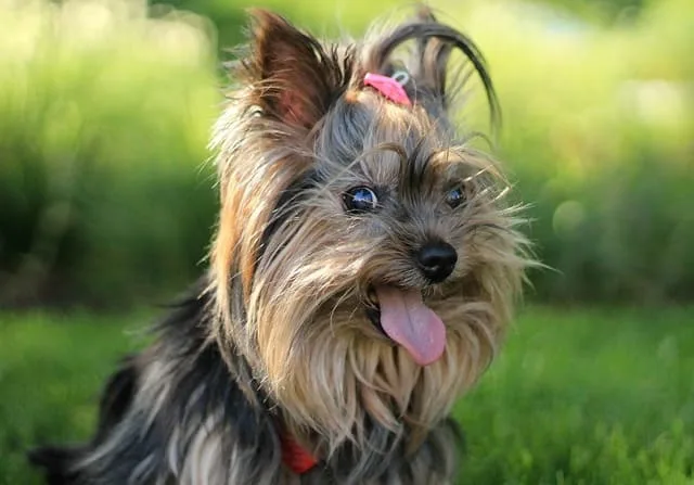 Выбор идеального имени для йоркширского терьера: советы и рекомендации4