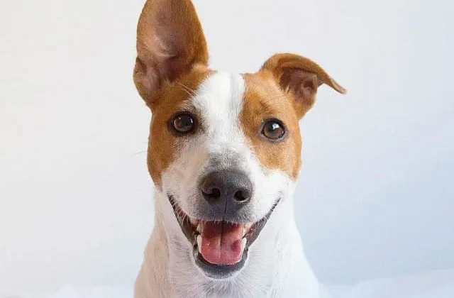 Парсон-рассел-терьер (5)11