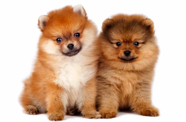 Померанский-шпиц-два-щенка13