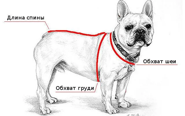 Как смастерить одежду для французского бульдога: комбинезон, жилет и намордник своими руками2