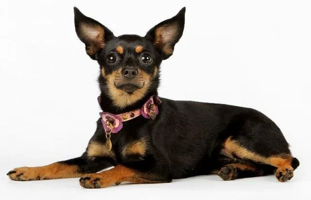 Русский той-терьер: маленький упрямец с выразительными оленьими глазами4