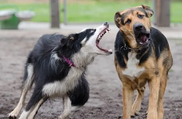 Бордер колли (16) Бордер колли (16)12