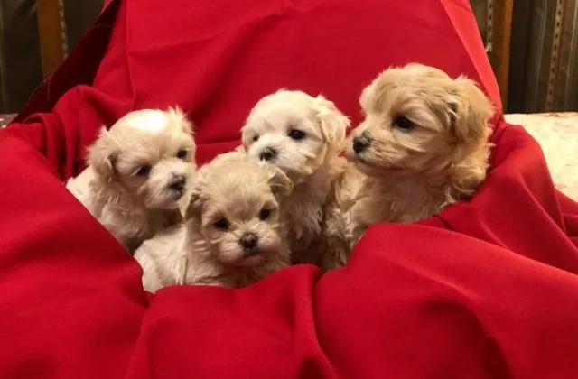 Собака мальтипу (4)11