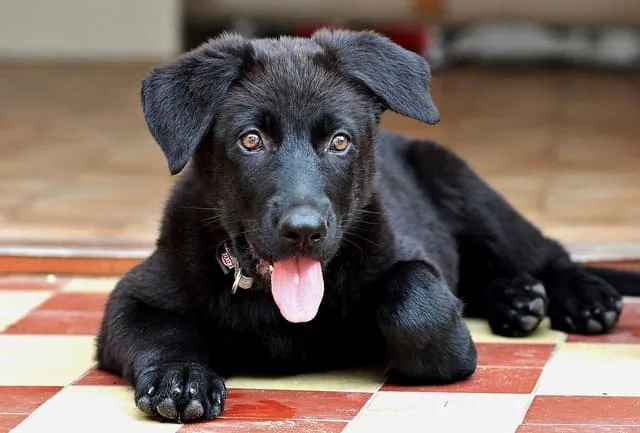 Дрессировка немецкой овчарки: правила, эффективные приемы и советы от кинологов для успешного обучения4