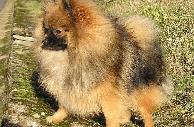 Померанский шпиц медвежьего типа (15)15