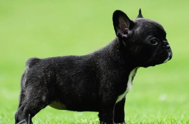 Французский мини бульдог (16)15