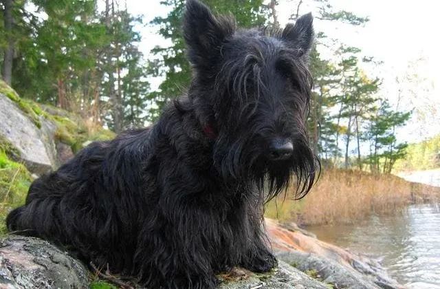 Скотч-терьер (3)14