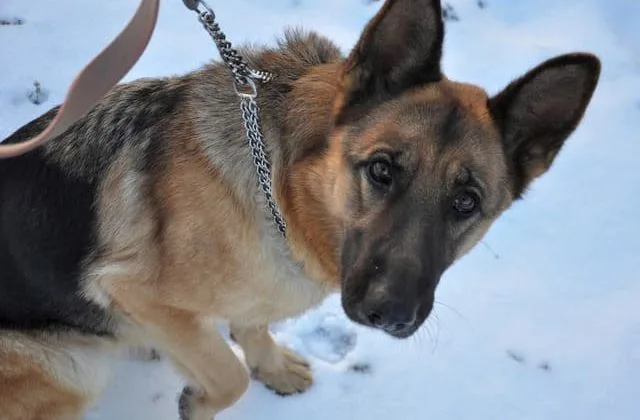 Как дрессировать немецкую овчарку (16)20