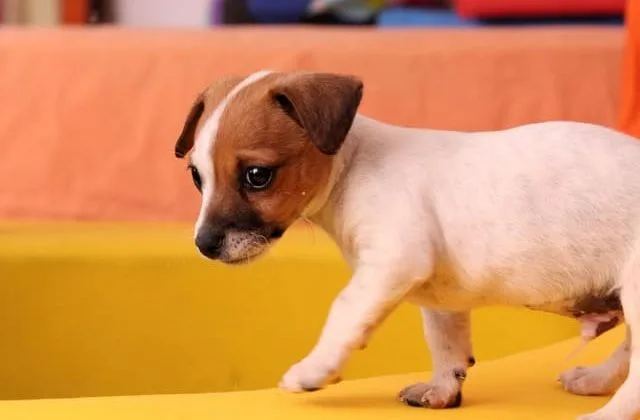 Джек-рассел-терьер (23)15