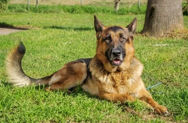 Как дрессировать немецкую овчарку (18)17