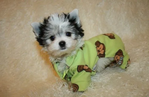 Одежда для йорков (17)16