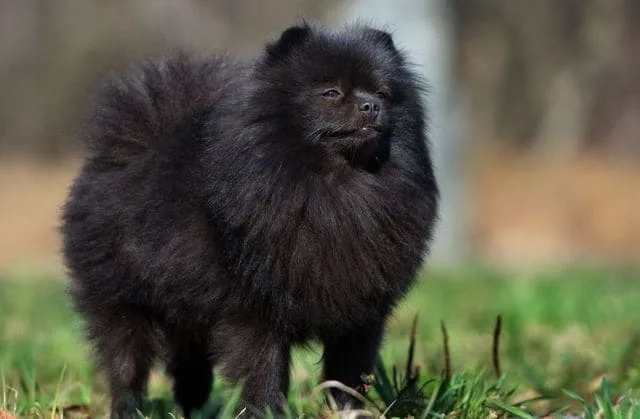 Померанский шпиц медвежьего типа: дружелюбный, смелый и пушистый компаньон для всей семьи2