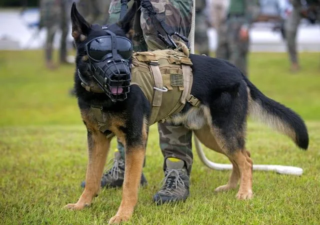 Дрессировка немецкой овчарки: правила, эффективные приемы и советы от кинологов для успешного обучения3