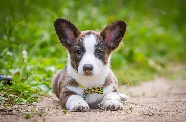 Вельш-корги-кардиган (10)9