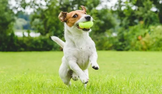 Клички для джек-рассел-терьеров: лучшие имена для вашего питомца2