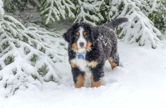 Бернский зенненхунд (13)12