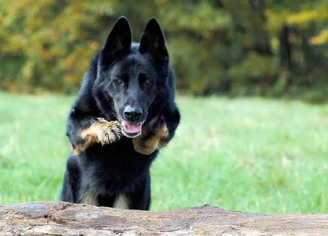 Черная немецкая овчарка: впечатляющая внешность и выдающийся интеллект1