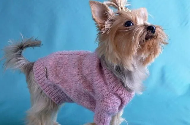 Одежда для йорков (16)15