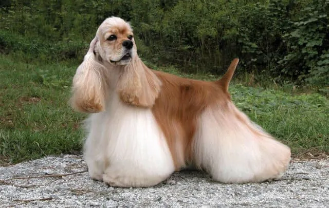 Виды и особенности стрижек кокер-спаниелей: советы по домашнему грумингу для идеальной шерсти3