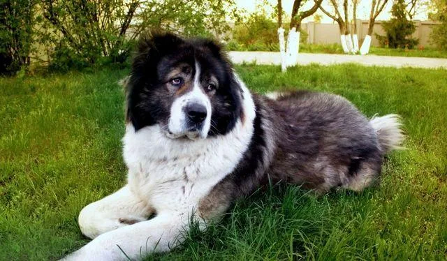 Кавказская овчарка: преданный охранник с милой внешностью плюшевого медведя6