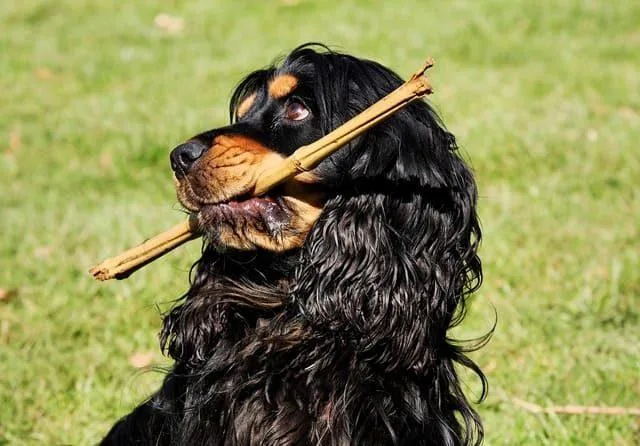 Как выбрать идеальную кличку для кокер-спаниеля: советы и идеи6
