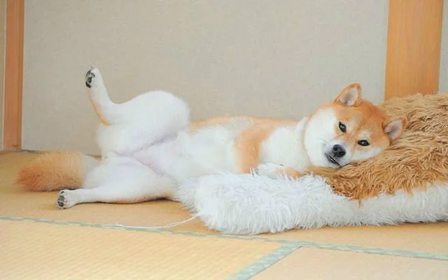 Дрессировка акита-ину: эффективные методы воспитания, обучение командам и притравка для успешного результата4