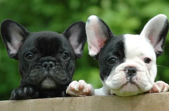 Французский мини бульдог (3)10