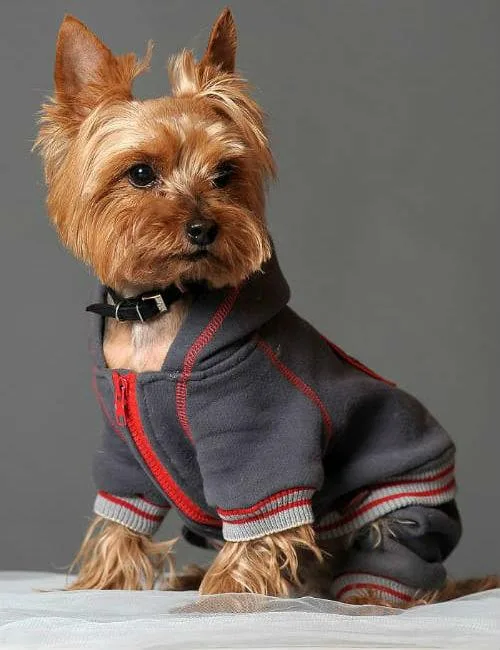 Как правильно выбрать гардероб для йорка: советы и рекомендации5