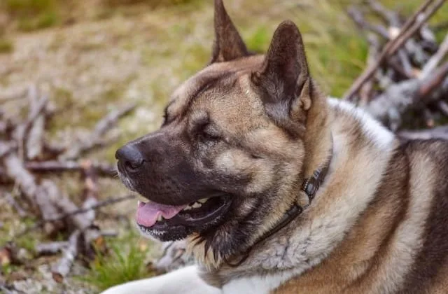 Американская акита (14)11