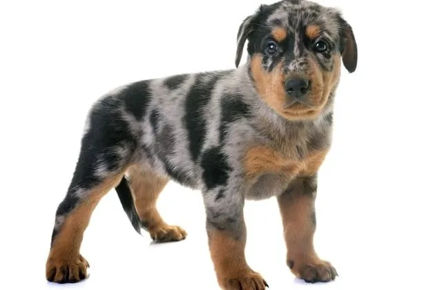 Босерон (5)15