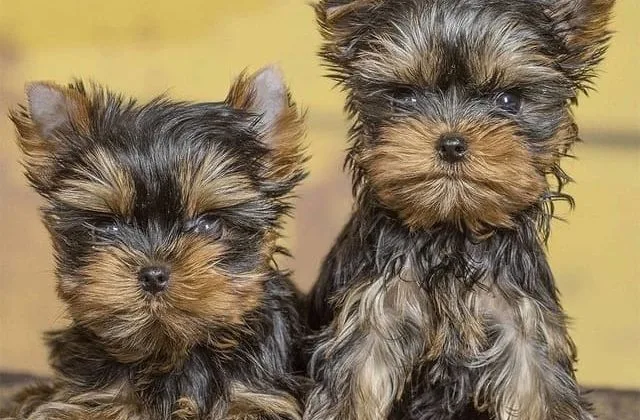 Мини йоркширский терьер (1) Мини йоркширский терьер (1)6
