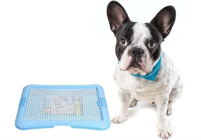 Эффективное воспитание французского бульдога дома: советы без помощи кинолога3