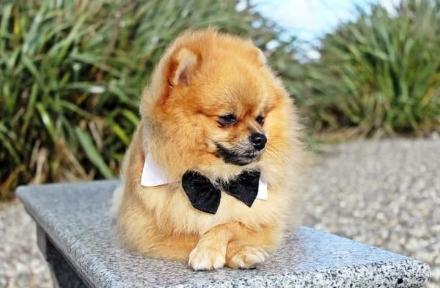 Шпиц померанский (2)26